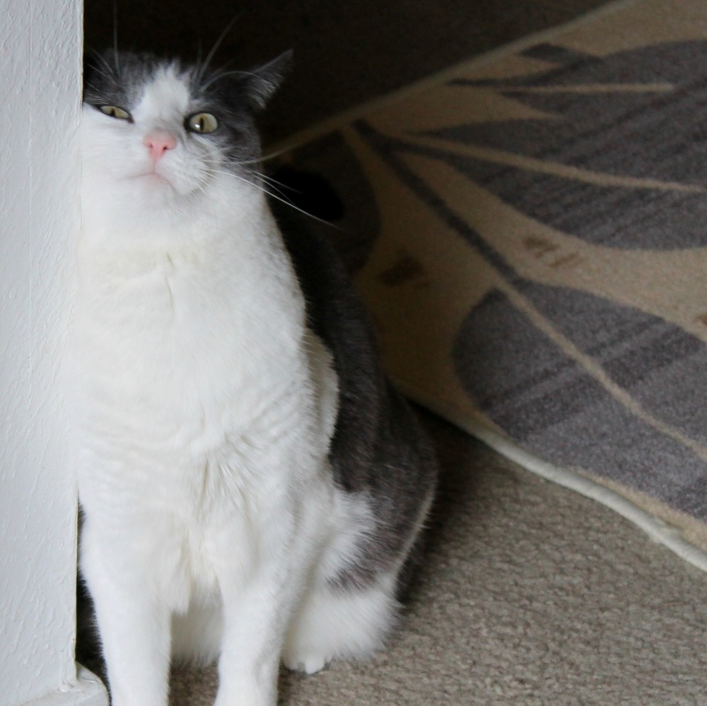 If you are severely allergic to cat dander...